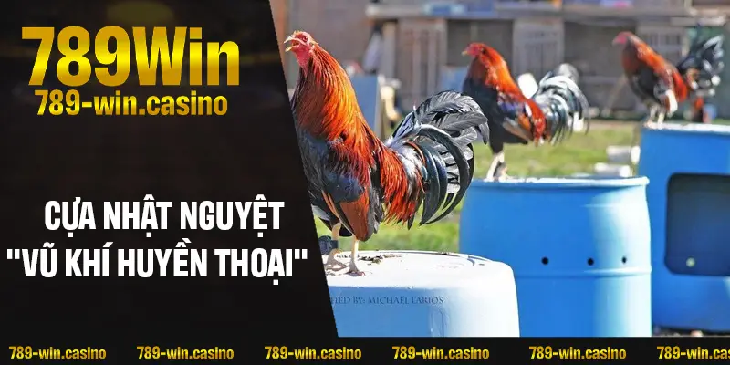 Cựa Nhật Nguyệt – “Vũ khí huyền thoại” trong làng gà chọi