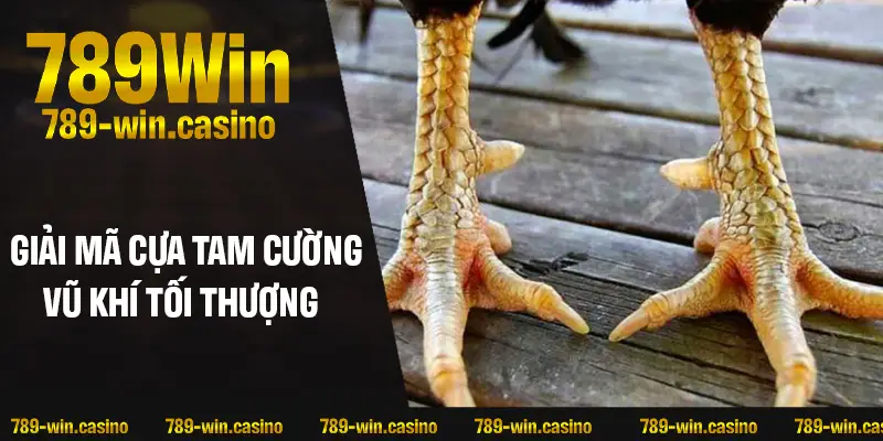 Giải mã cựa Tam Cường – Vũ khí tối thượng trong đá gà