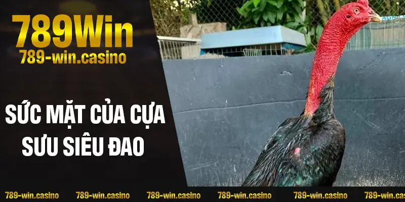 Sức mạnh vượt mặt của cựa sưu siêu đao