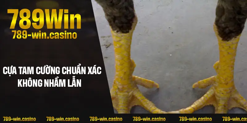 Nhận biết cựa Tam Cường chuẩn xác, không nhầm lẫn