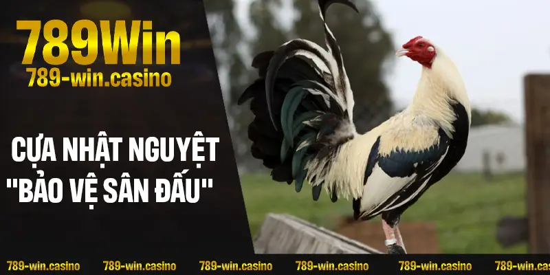 Vì sao cựa Nhật Nguyệt được giới chơi gà xem là “bảo vật sân đấu”?