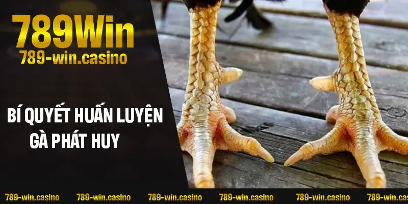 Bí quyết huấn luyện giúp gà phát huy tối đa sức mạnh