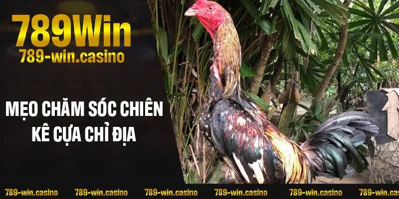 Mẹo chăm sóc chiến kê cựa Chỉ Địa chuẩn bài
