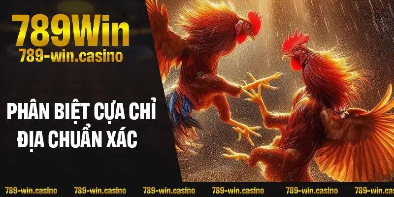 Cách phân biệt cựa Chỉ Địa chuẩn xác